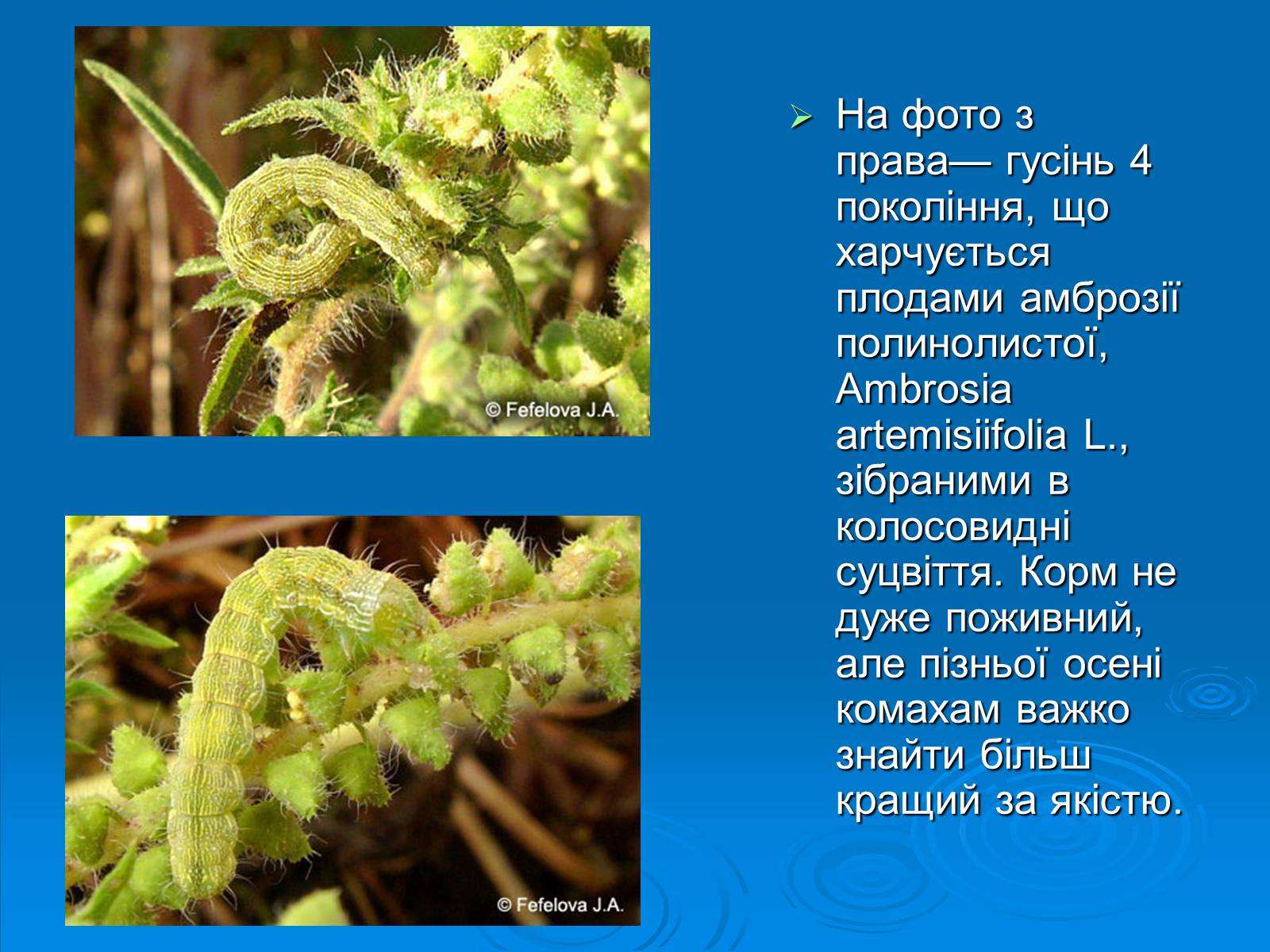 Презентація на тему «Амброзія полинолиста» - Слайд #17