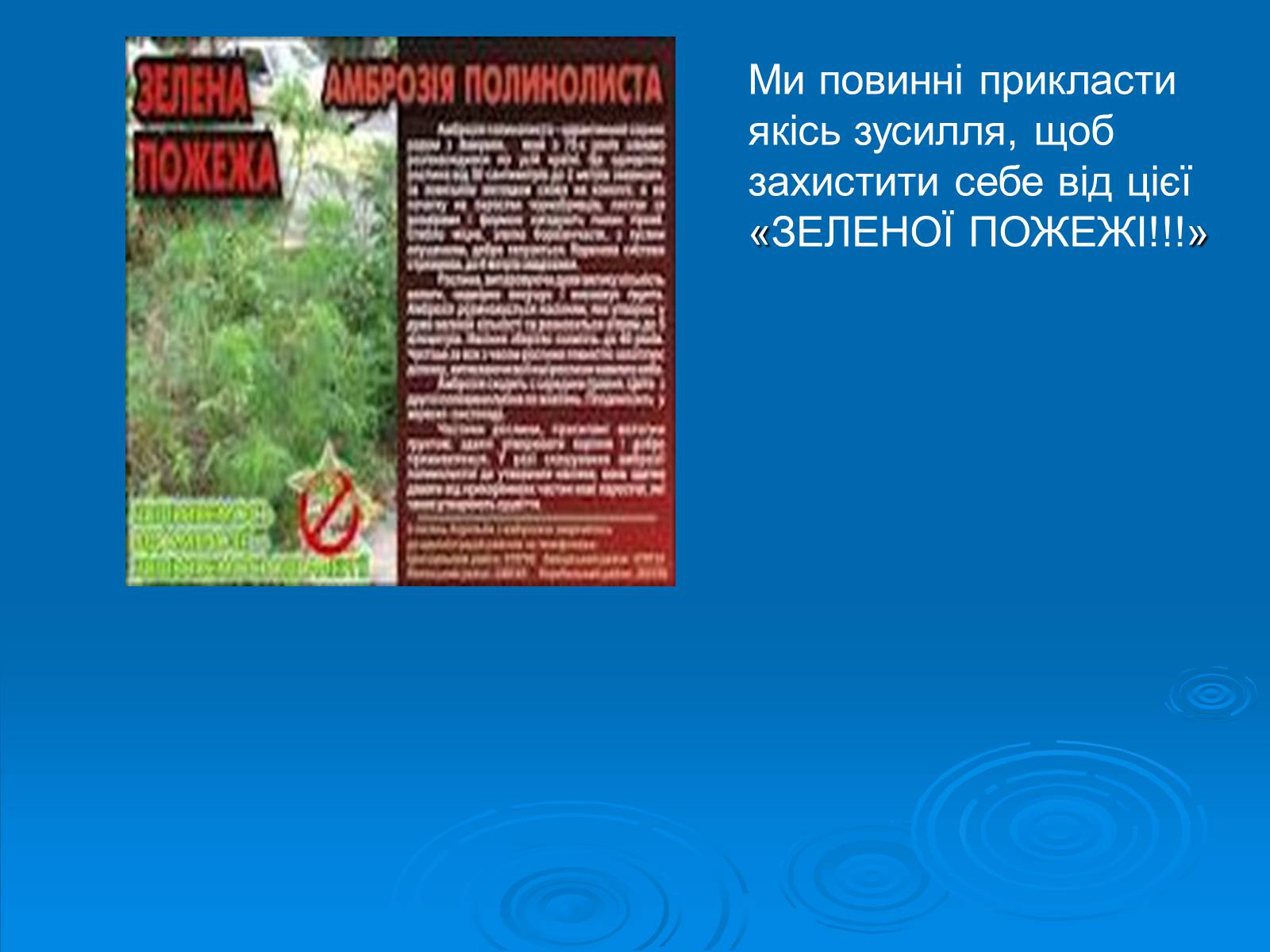 Презентація на тему «Амброзія полинолиста» - Слайд #19