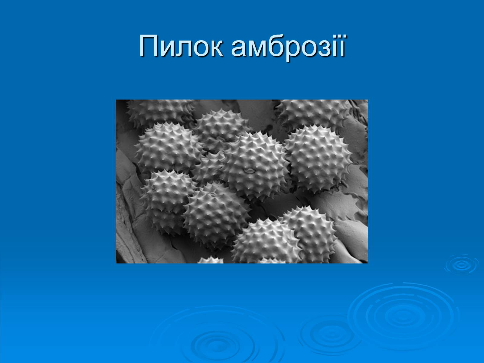 Презентація на тему «Амброзія полинолиста» - Слайд #5