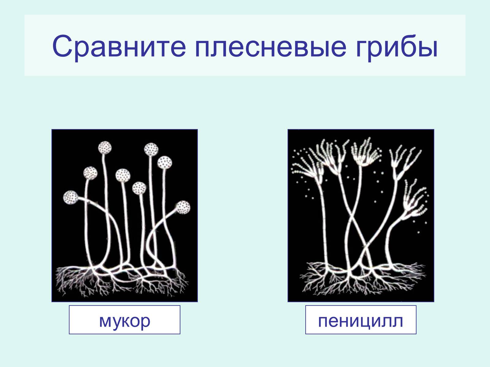 Презентація на тему «Царство Грибы» (варіант 2) - Слайд #11