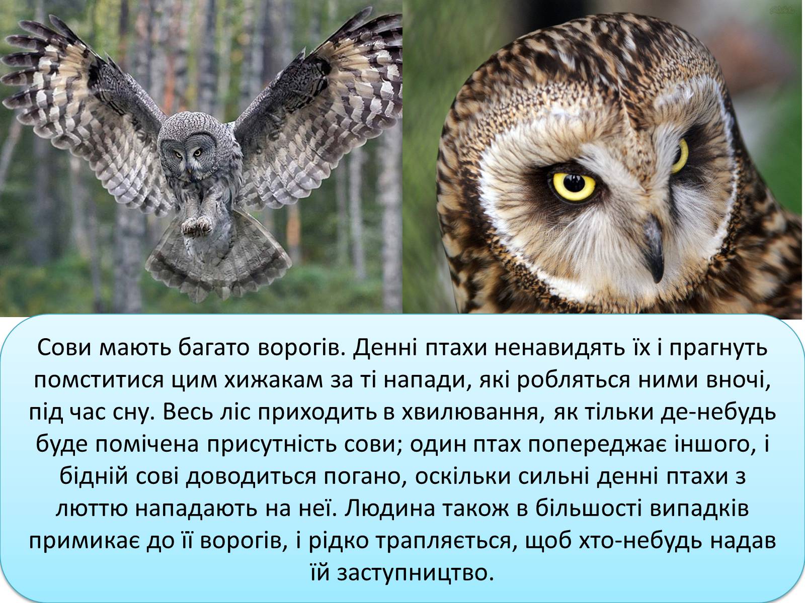 Презентація на тему «Совоподібні» (варіант 1) - Слайд #12