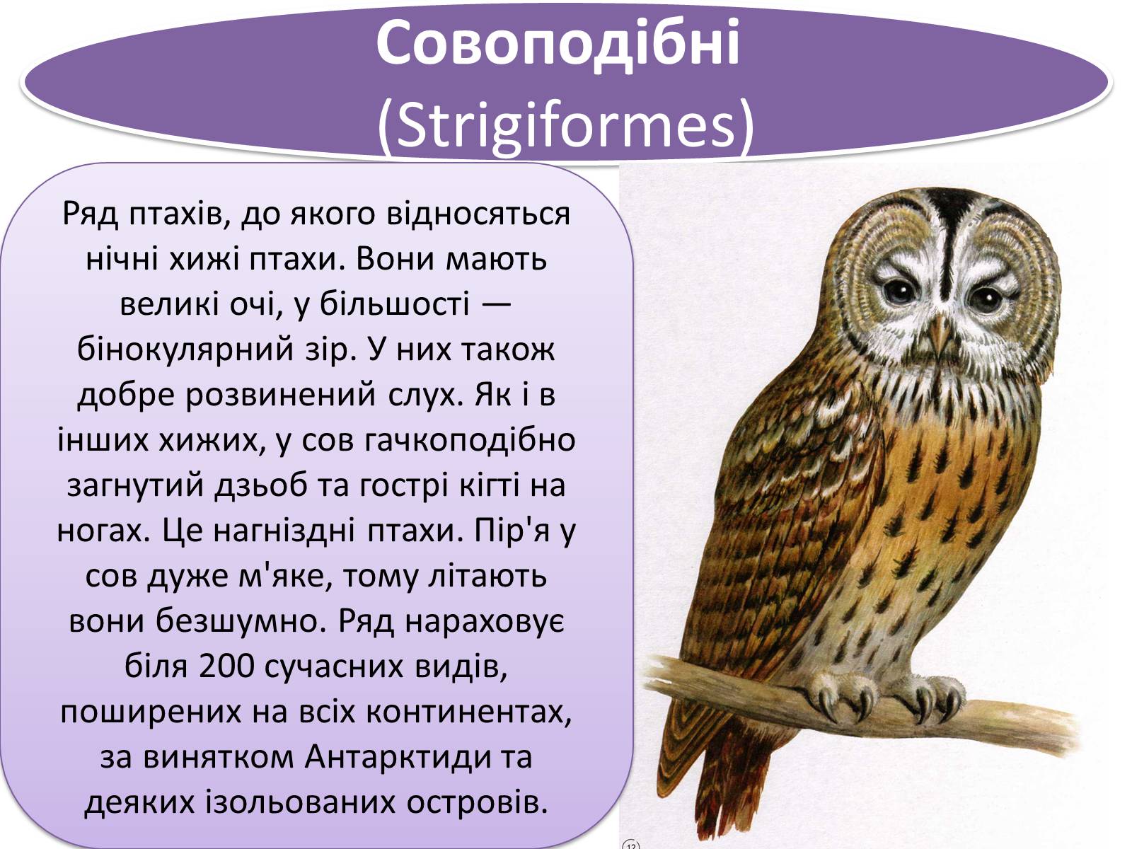 Презентація на тему «Совоподібні» (варіант 1) - Слайд #2