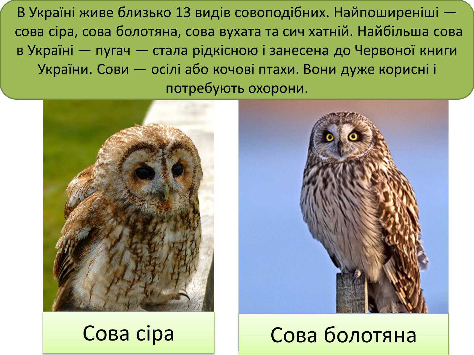 Презентація на тему «Совоподібні» (варіант 1) - Слайд #3