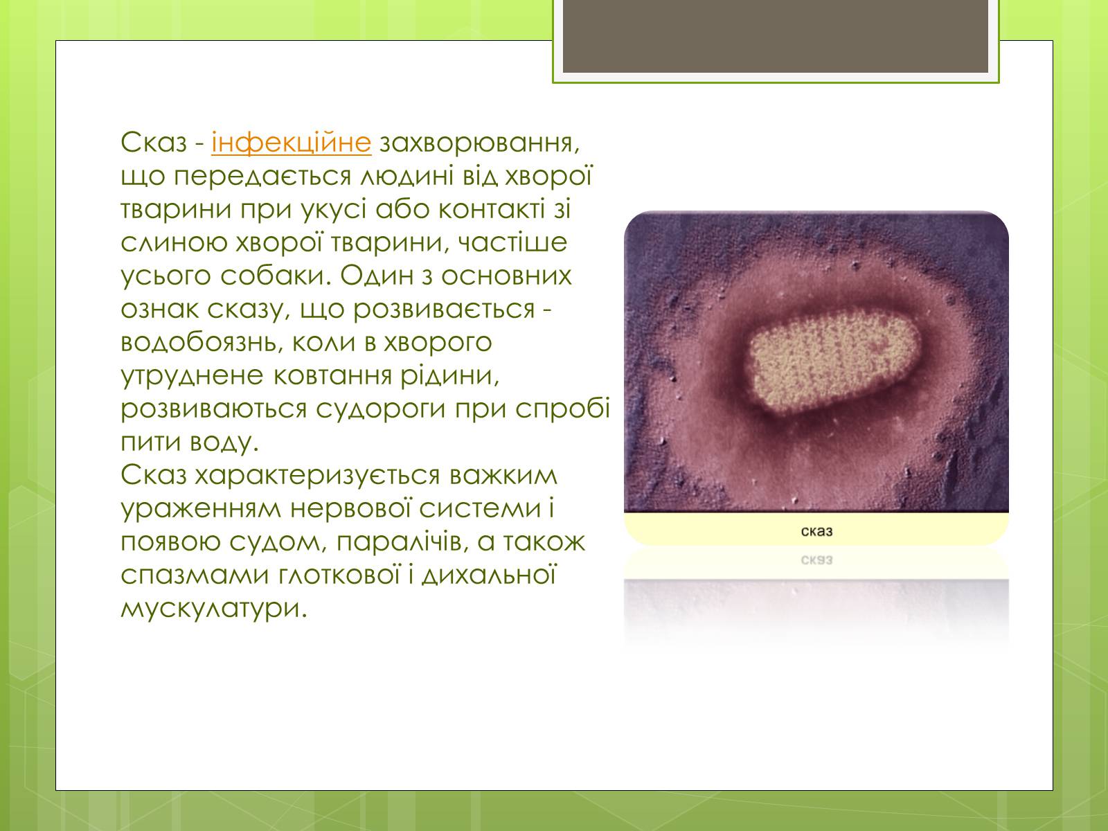 Презентація на тему «Заходи щодо профілактики вірусних хвороб» - Слайд #6