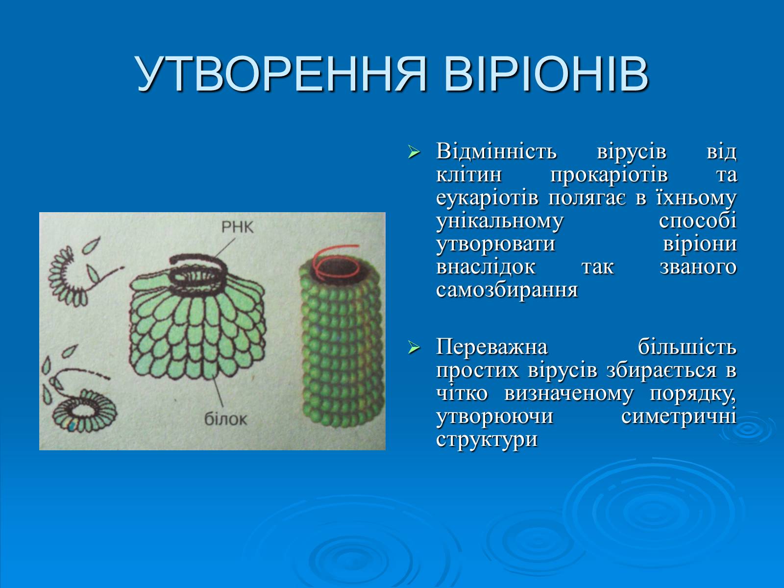 Презентація на тему «Віруси» (варіант 2) - Слайд #7