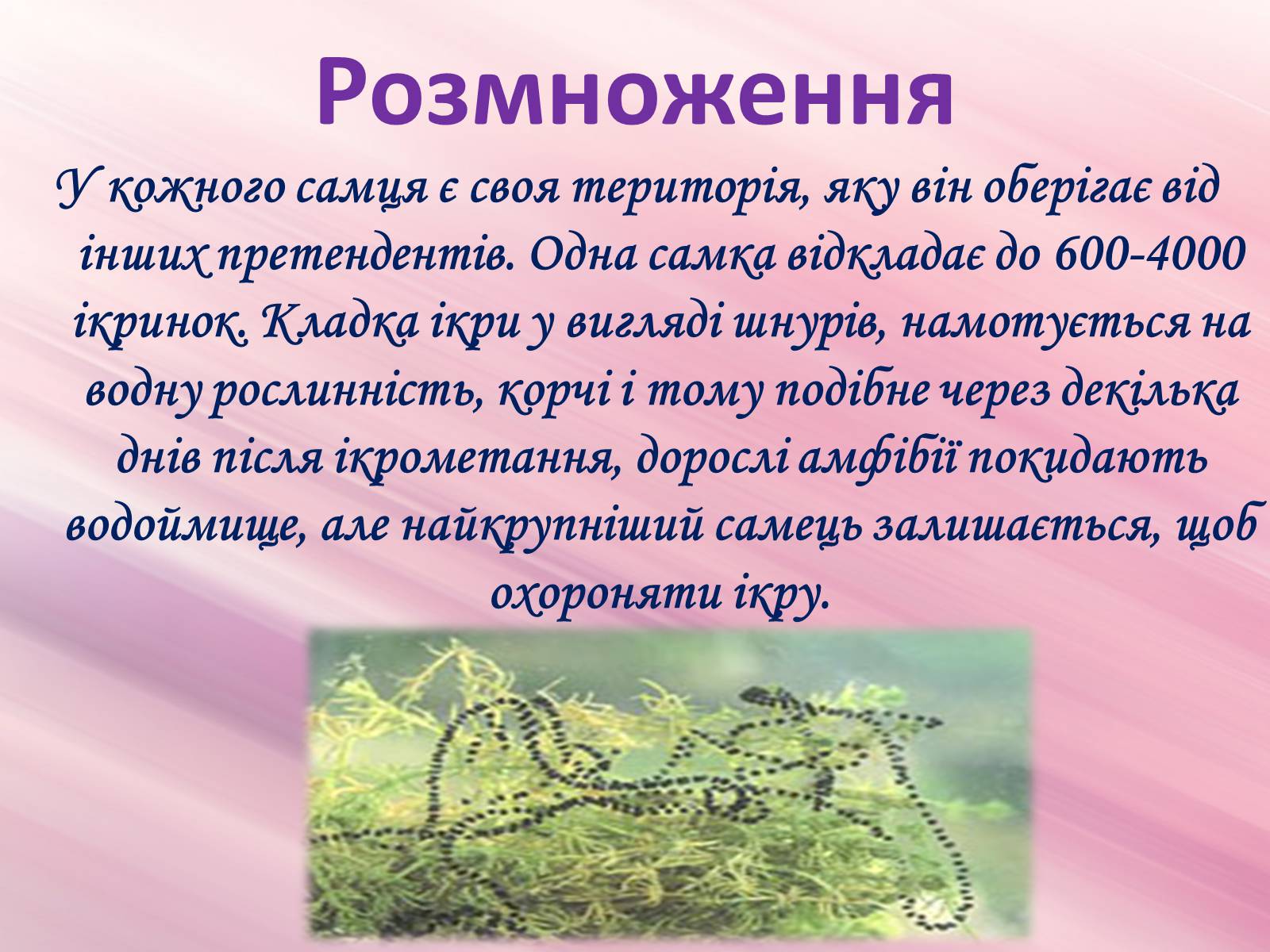 Презентація на тему «Зовнішня будова земноводних» - Слайд #19