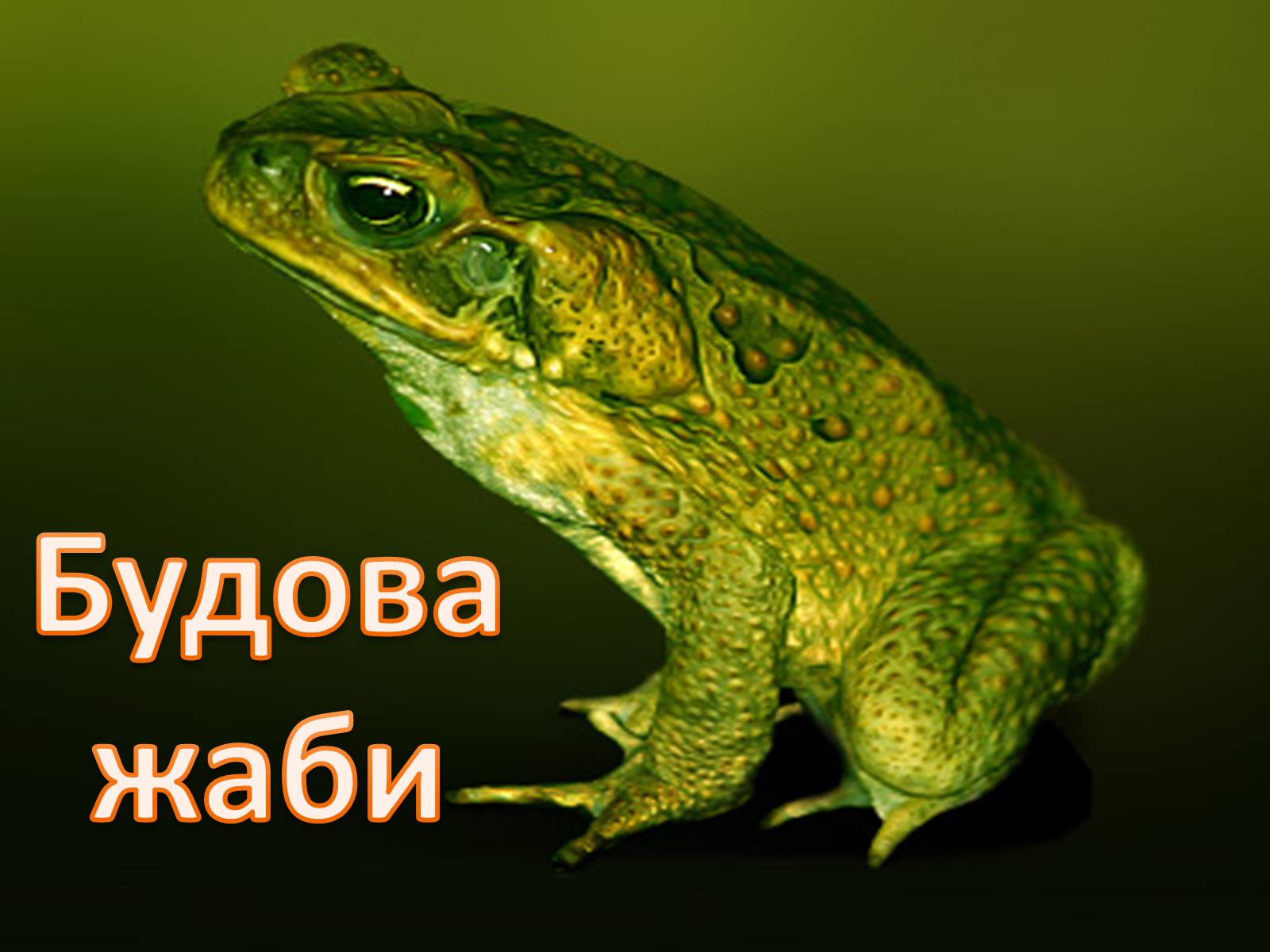 Презентація на тему «Зовнішня будова земноводних» - Слайд #8