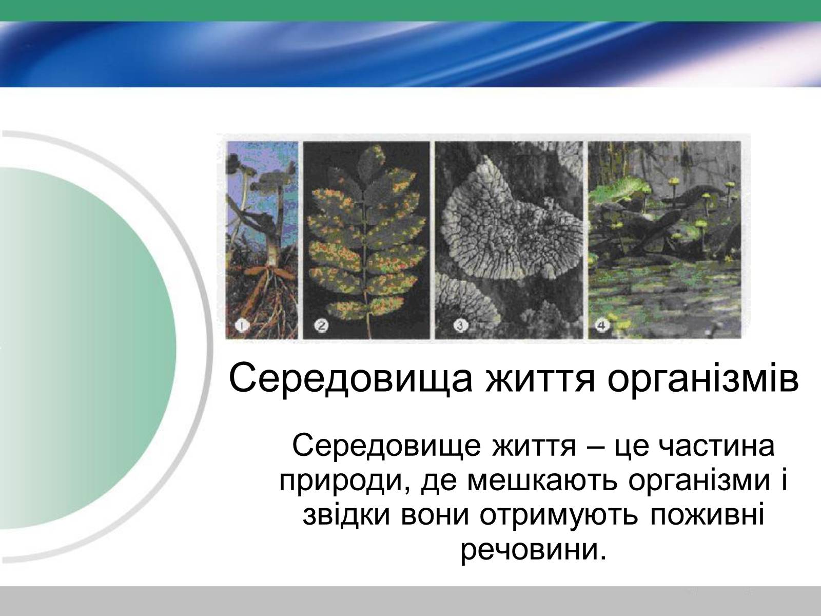 Презентація на тему «Біологія — наука про живу природу. Значення біології» - Слайд #5