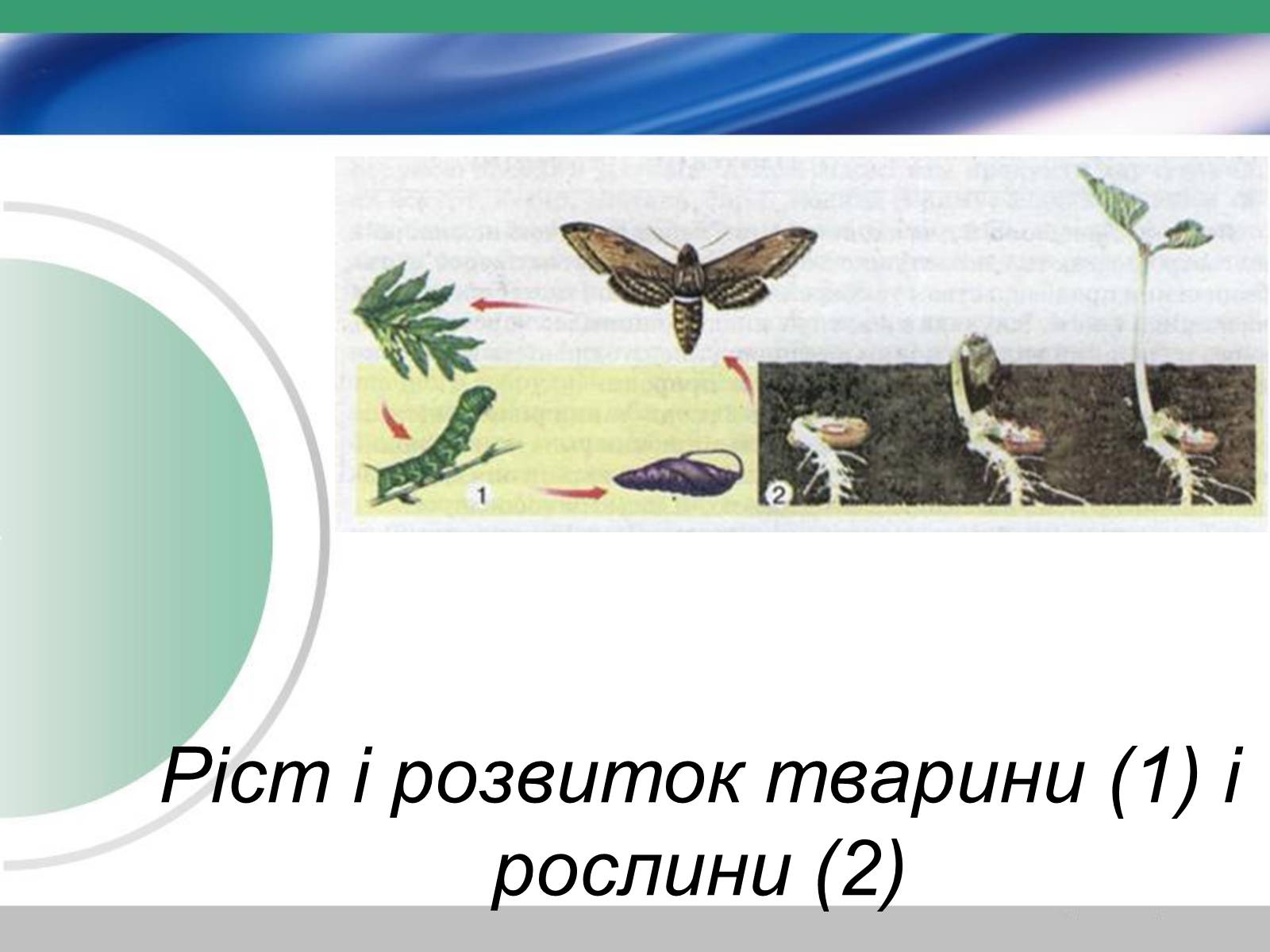 Презентація на тему «Біологія — наука про живу природу. Значення біології» - Слайд #7