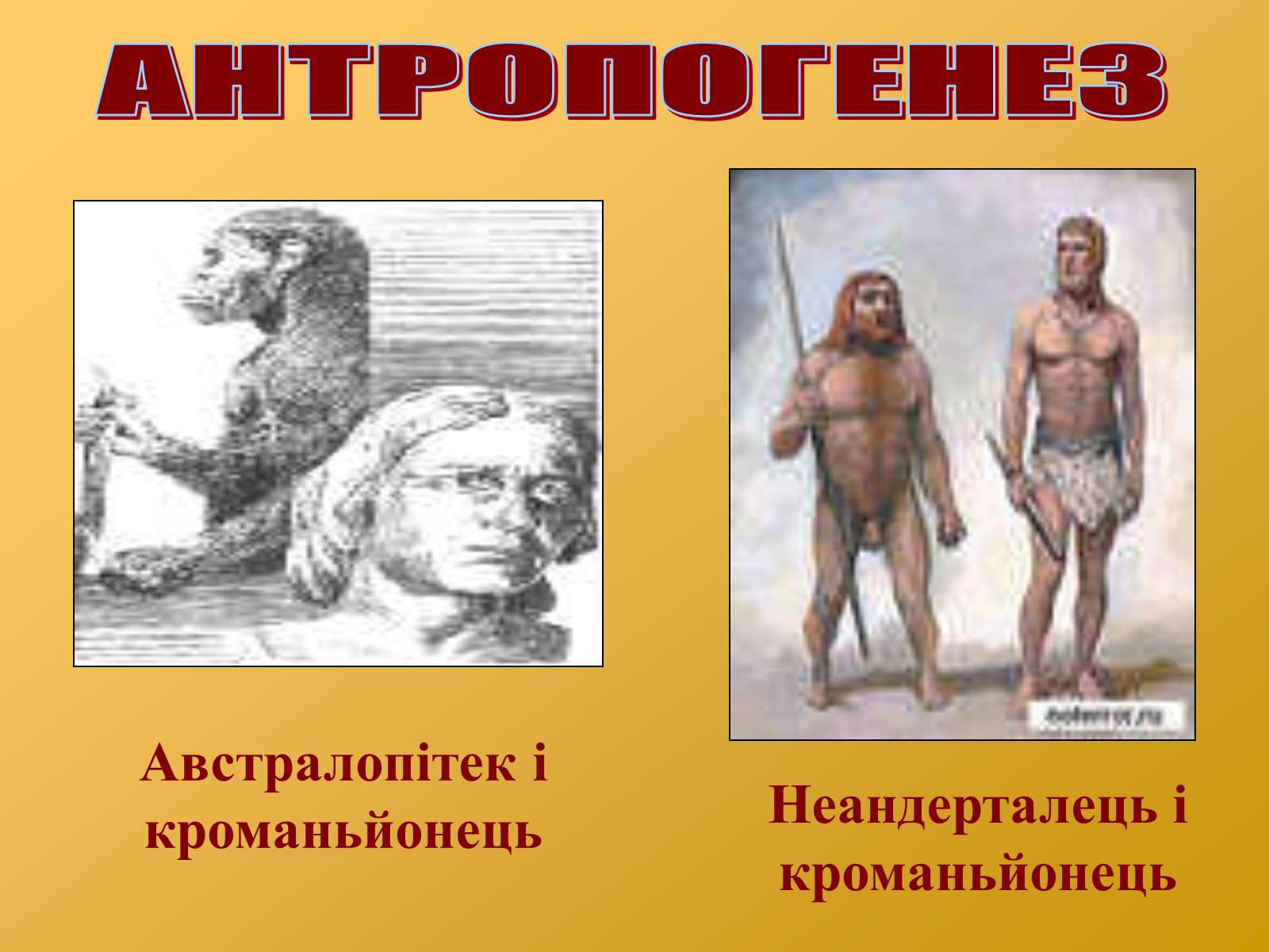 Презентація на тему «Антропогенез» (варіант 2) - Слайд #11