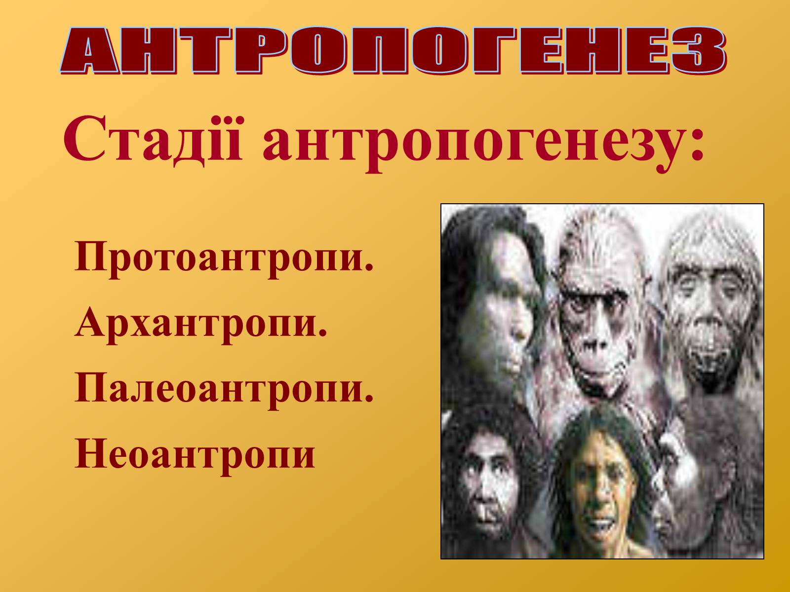 Презентація на тему «Антропогенез» (варіант 2) - Слайд #3