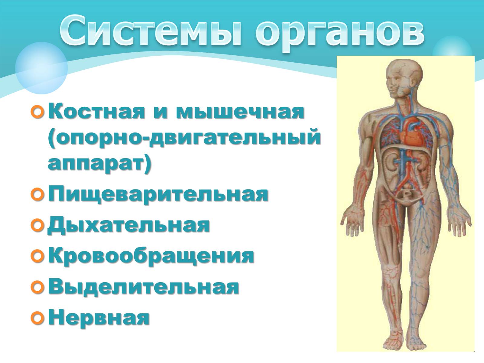 Презентація на тему «Как устроен организм человека» - Слайд #8