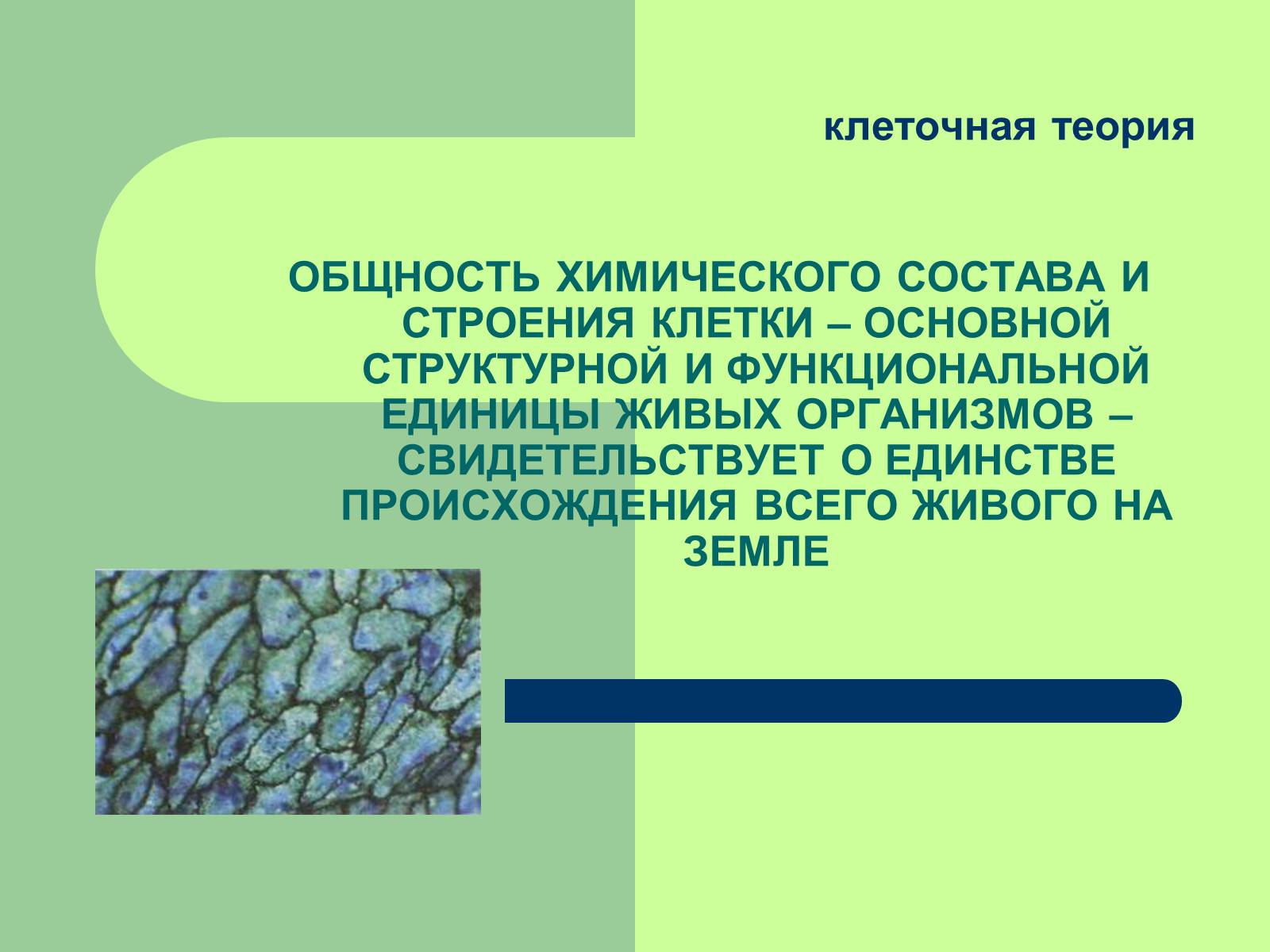 Презентація на тему «Клеточная теория» - Слайд #24