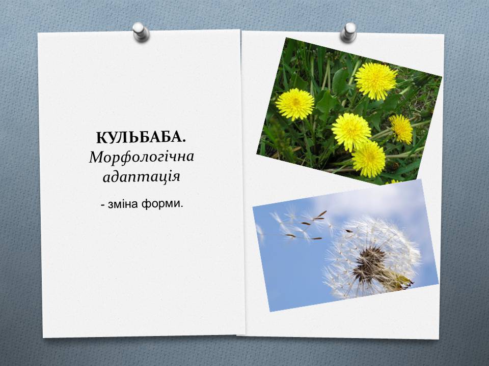 Презентація на тему «Види адаптації» - Слайд #12