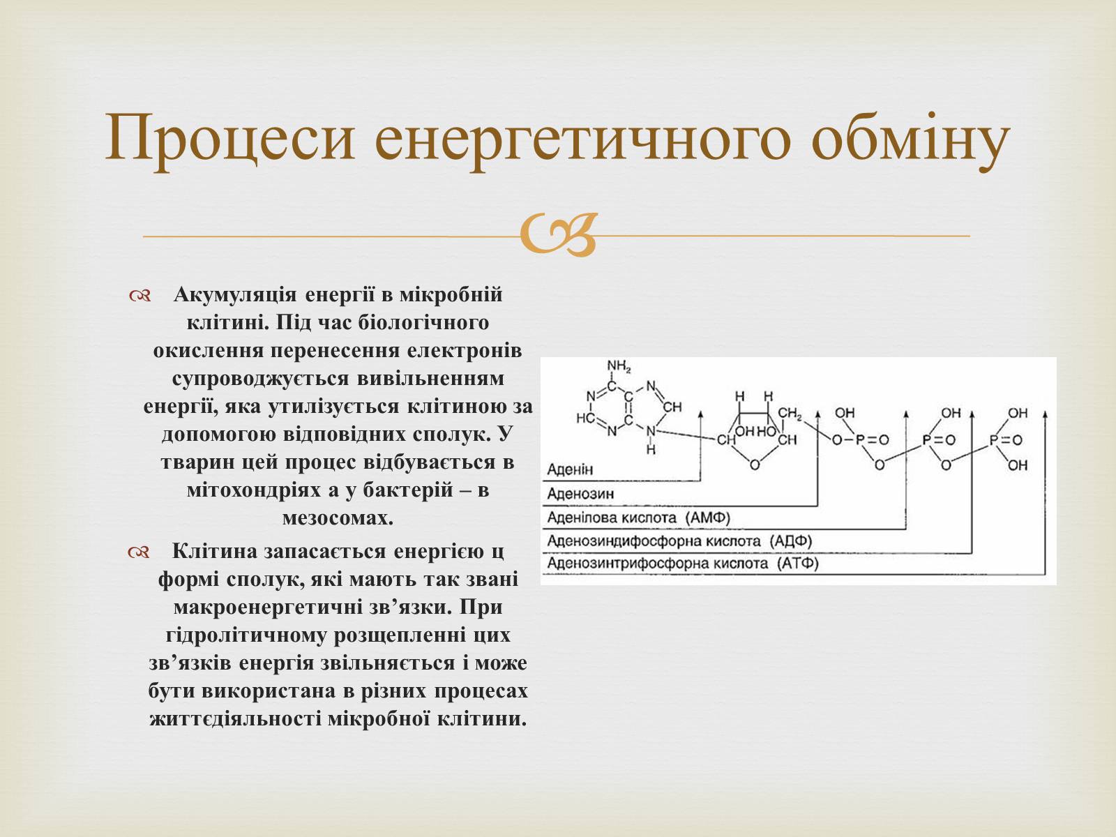 Презентація на тему «Метаболізм» - Слайд #6