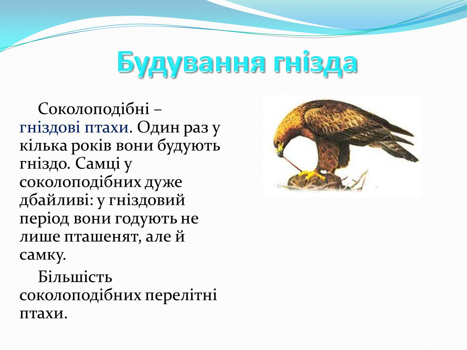 Презентація на тему «Надряд Кільогруді птахи» - Слайд #24