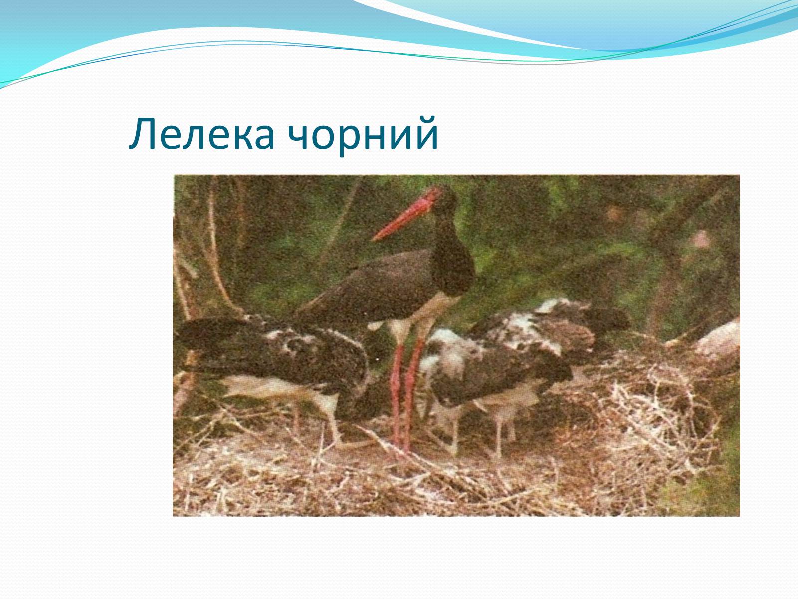 Презентація на тему «Надряд Кільогруді птахи» - Слайд #6