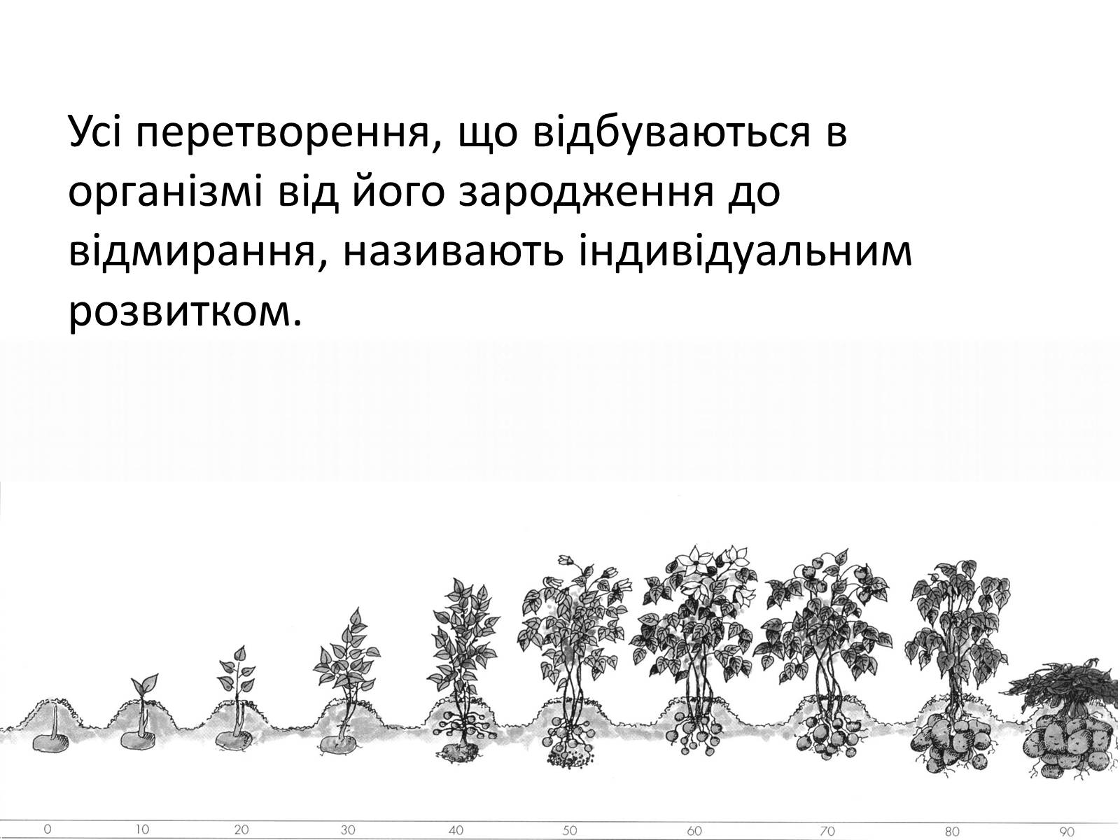 Презентація на тему «Життєвий цикл рослин» (варіант 2) - Слайд #17