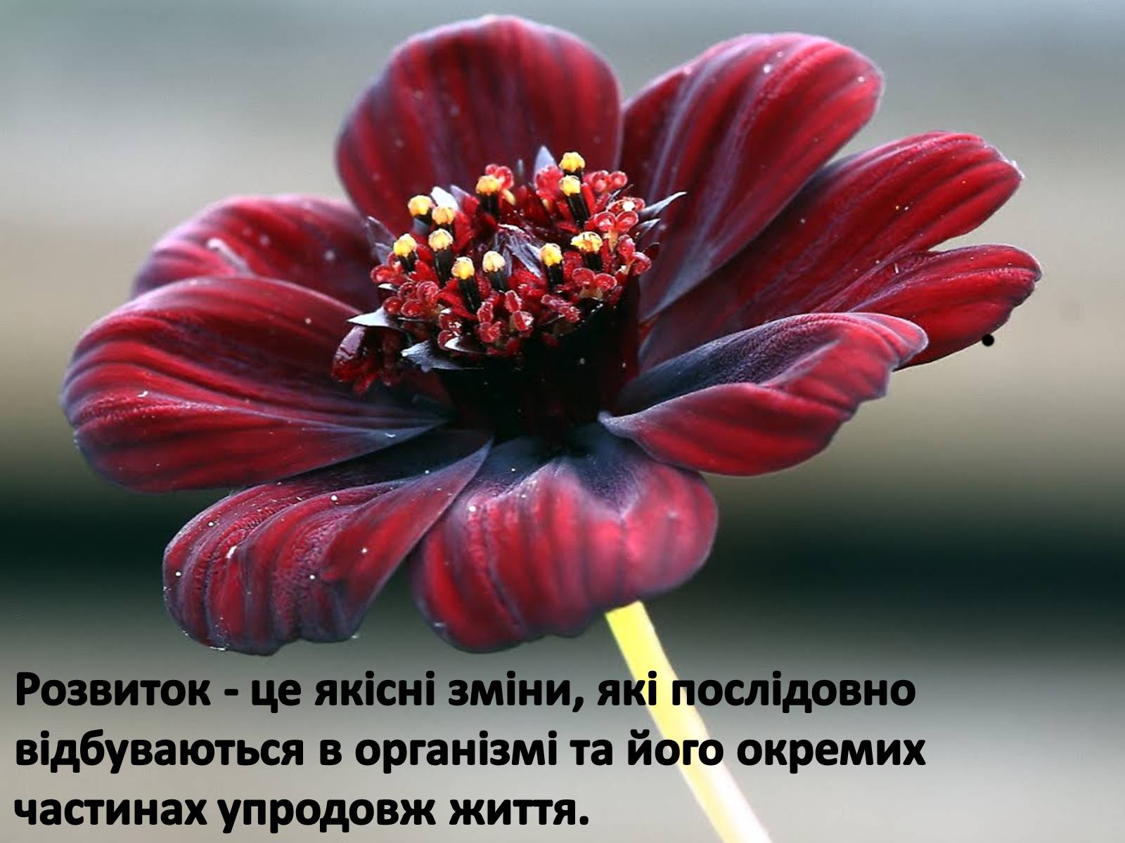 Презентація на тему «Життєвий цикл рослин» (варіант 2) - Слайд #9