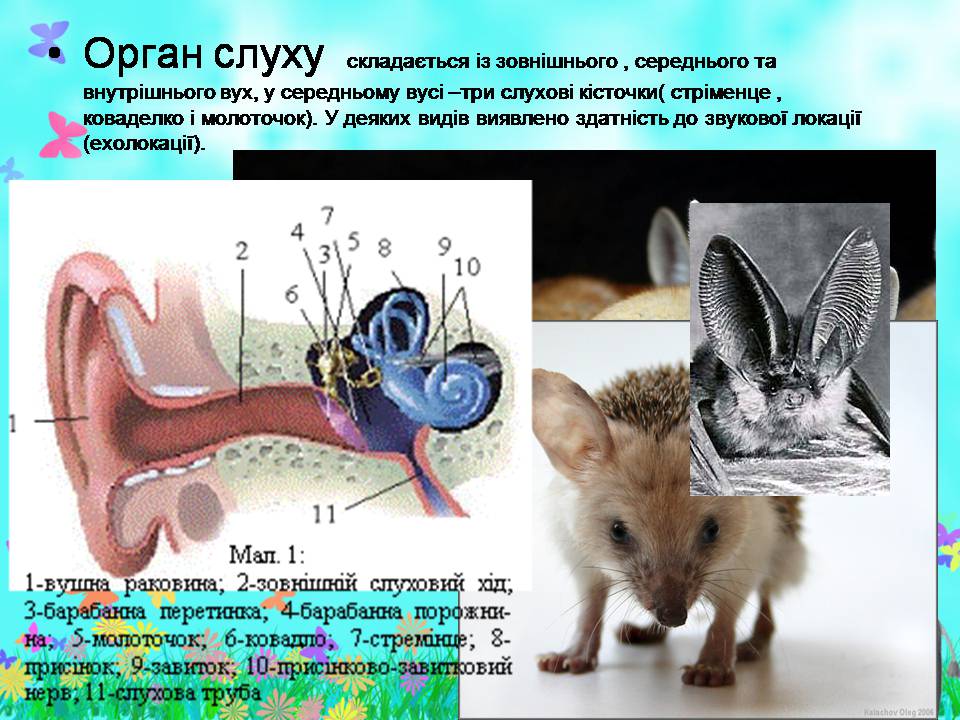 Презентація на тему «Внутрішня будова ссавців» (варіант 2) - Слайд #14