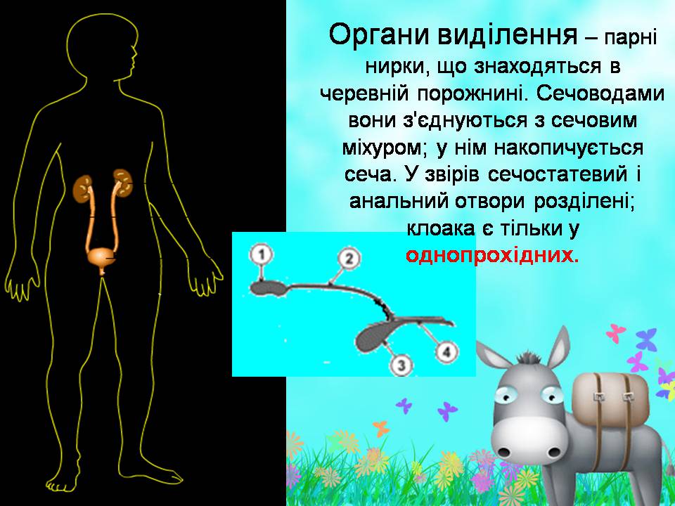 Презентація на тему «Внутрішня будова ссавців» (варіант 2) - Слайд #7