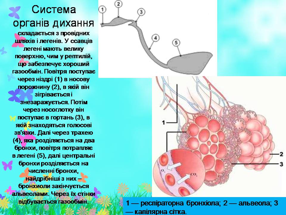 Презентація на тему «Внутрішня будова ссавців» (варіант 2) - Слайд #9