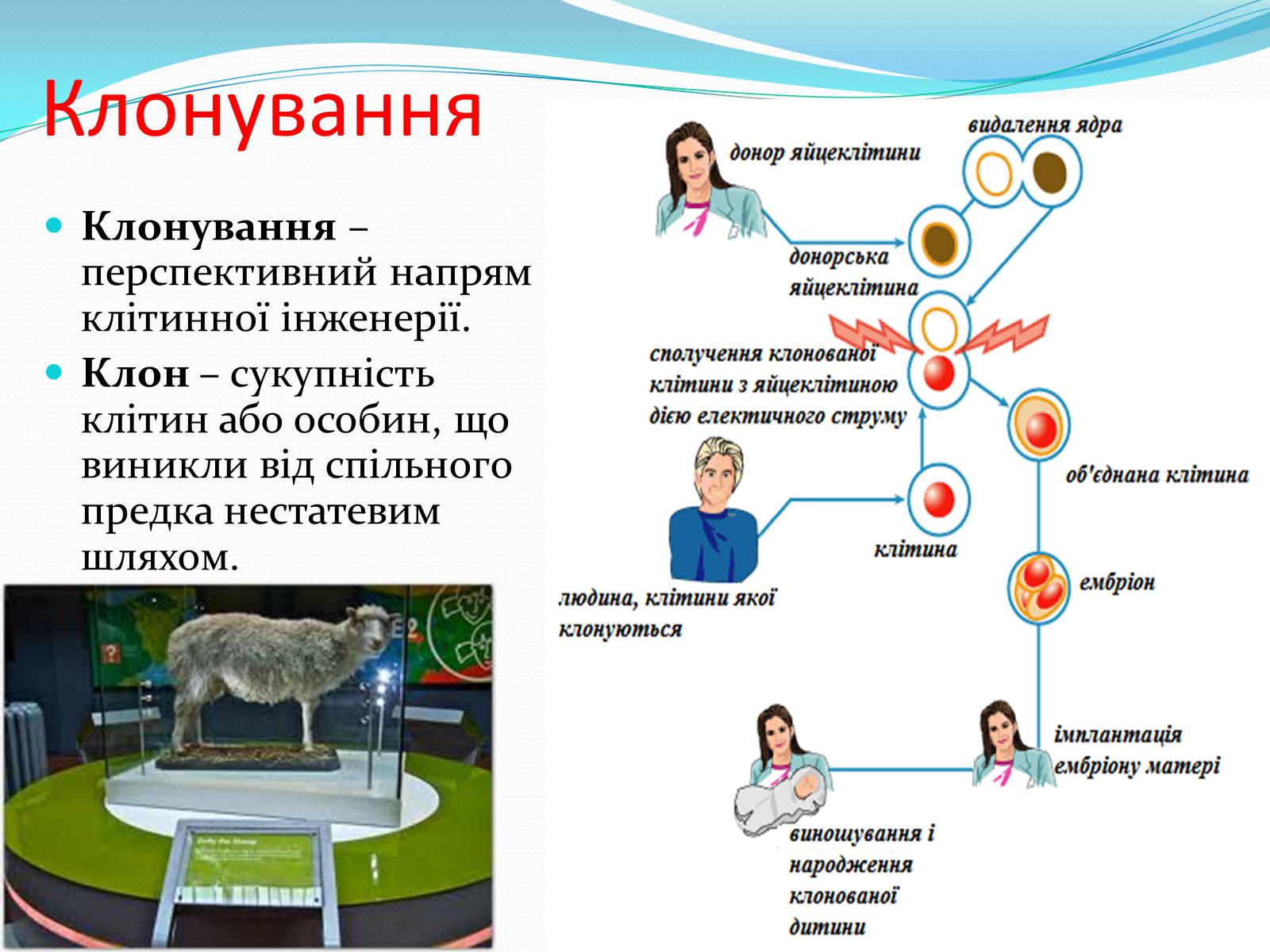 Презентація на тему «Основні напрямки сучасної біотехнології» (варіант 2) - Слайд #11