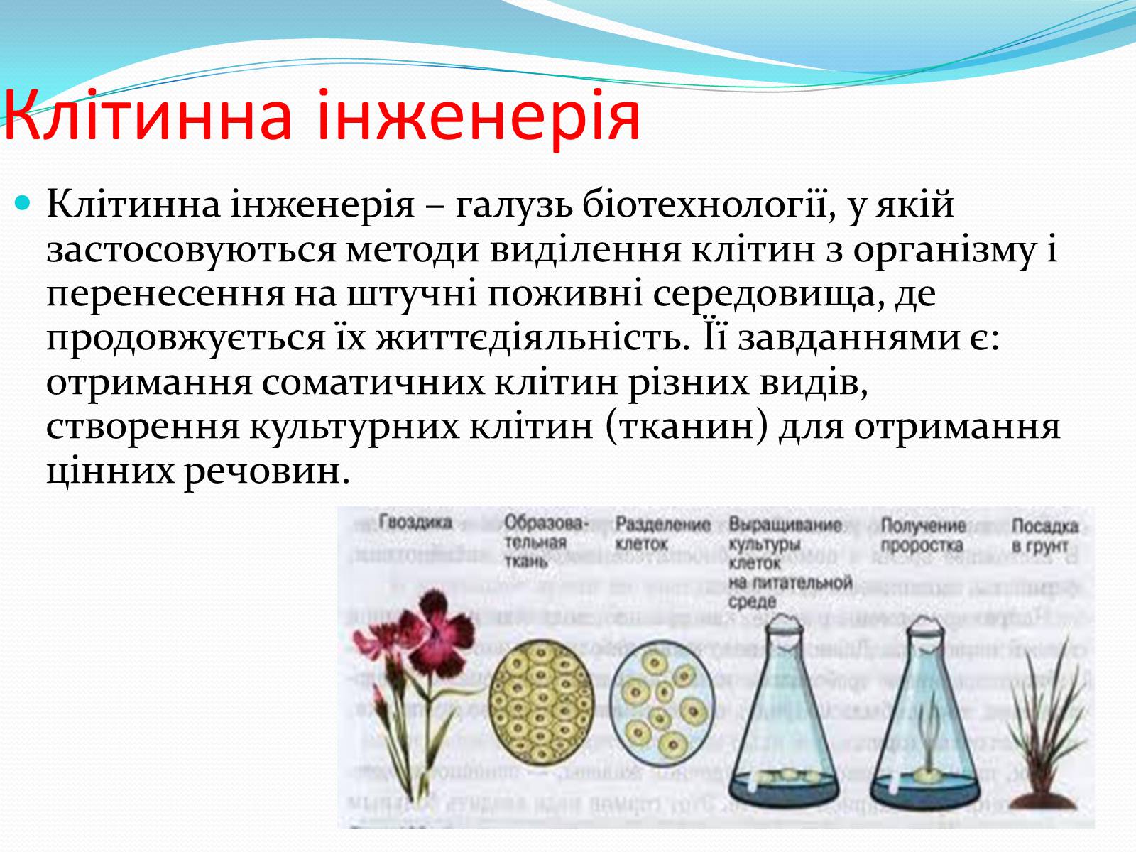 Презентація на тему «Основні напрямки сучасної біотехнології» (варіант 2) - Слайд #8