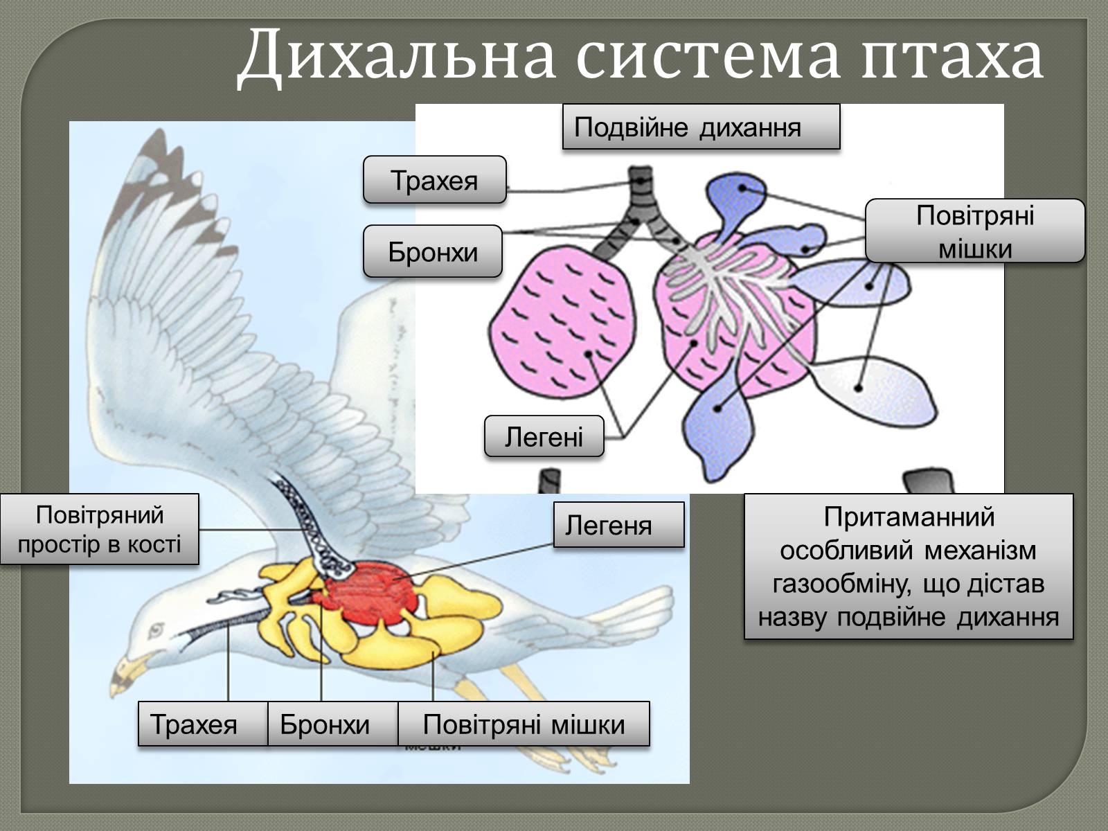 Презентація на тему «Внутрішня будова скелета птахів» - Слайд #3