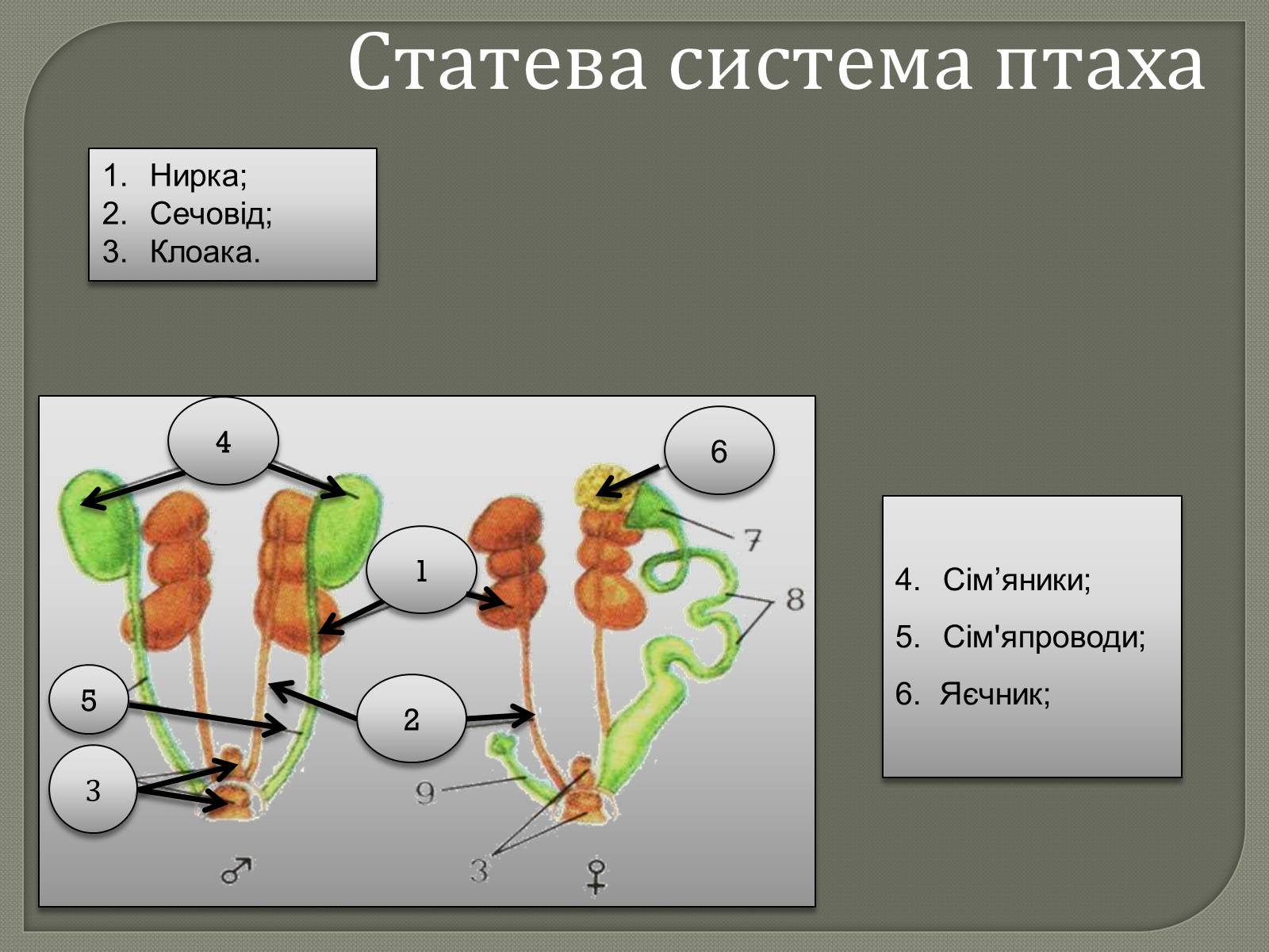 Презентація на тему «Внутрішня будова скелета птахів» - Слайд #5