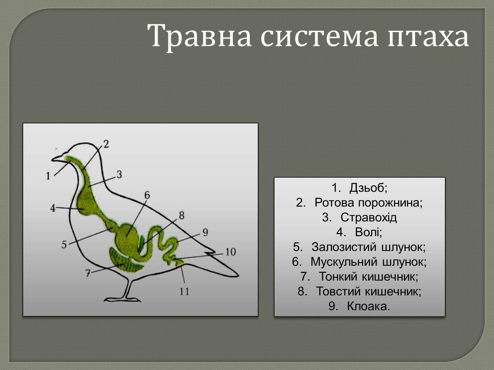 Презентація на тему «Внутрішня будова скелета птахів» - Слайд #7