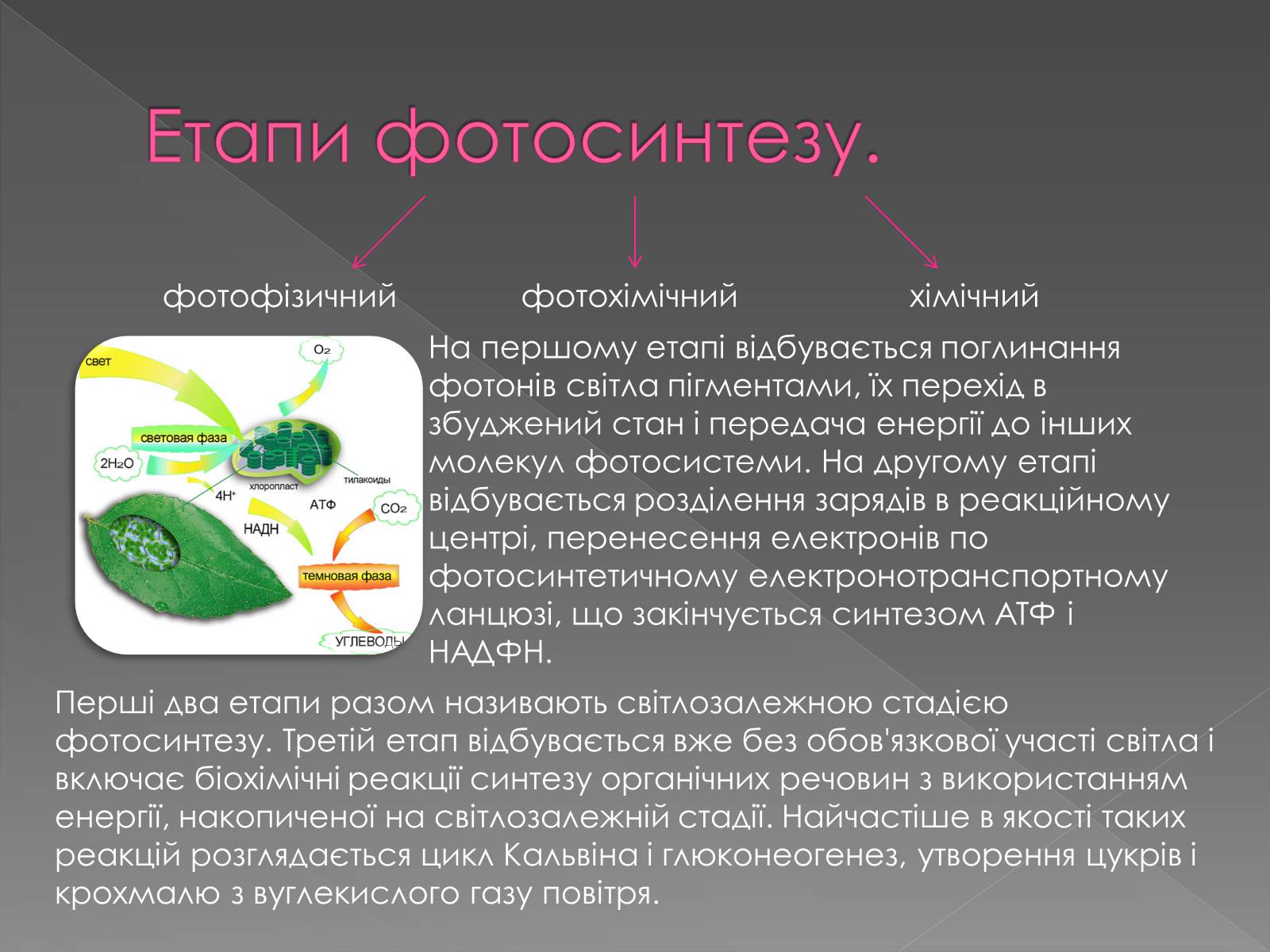 Презентація на тему «Фотосинтез» (варіант 1) - Слайд #4