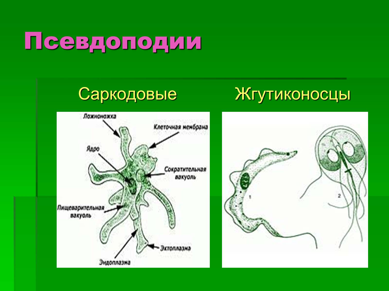 Презентація на тему «Подцарство Одноклеточные или Простейшие» - Слайд #10