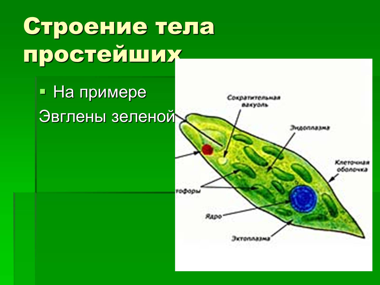 Презентація на тему «Подцарство Одноклеточные или Простейшие» - Слайд #13