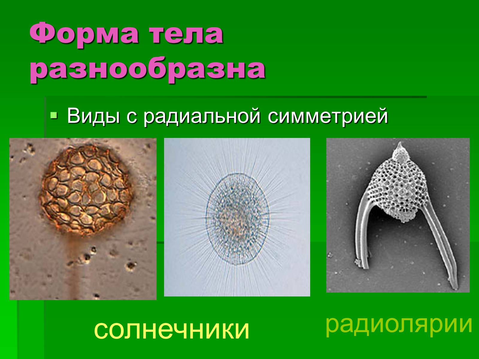 Презентація на тему «Подцарство Одноклеточные или Простейшие» - Слайд #7