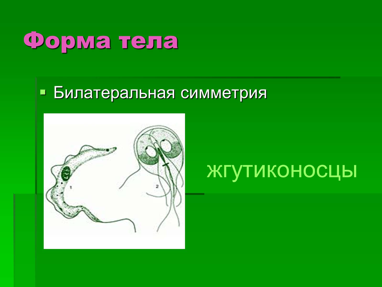 Презентація на тему «Подцарство Одноклеточные или Простейшие» - Слайд #8