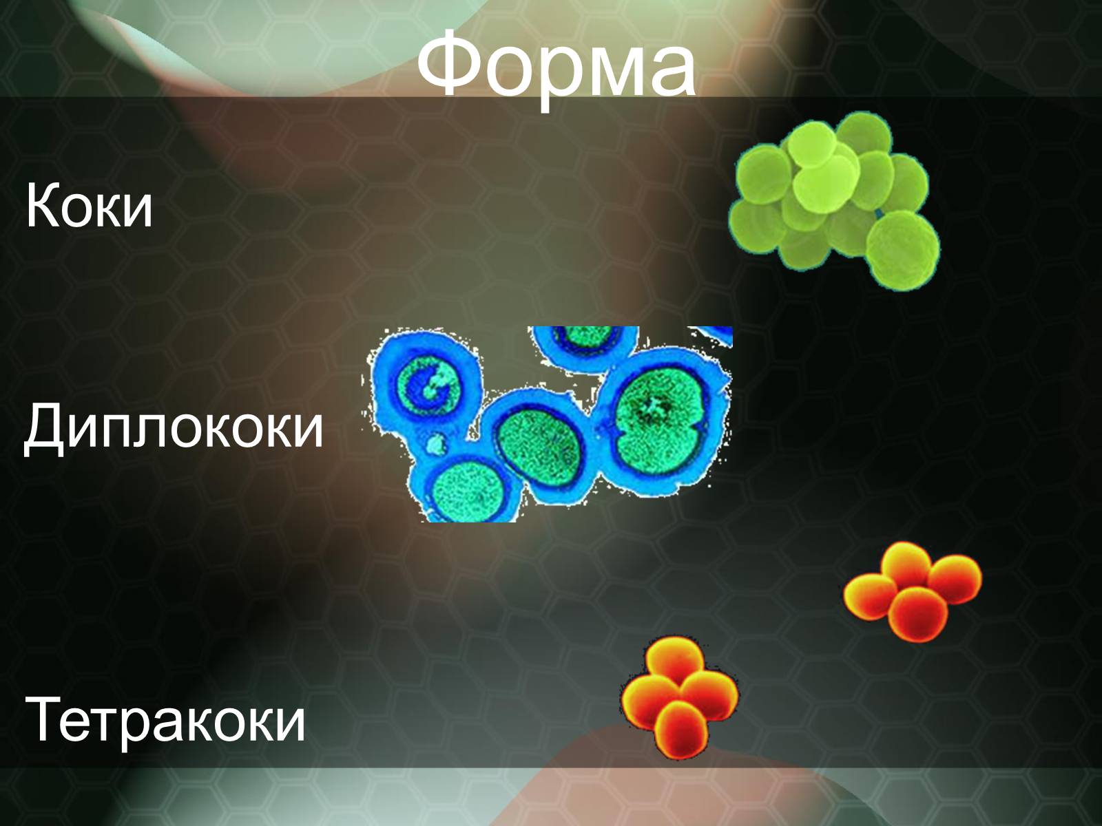 Презентація на тему «Прокаріотична клітина» - Слайд #6