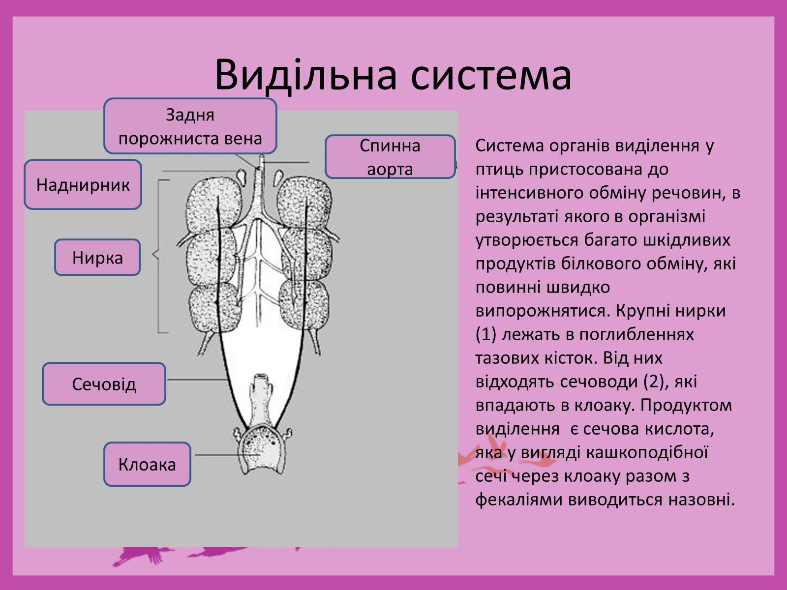 Презентація на тему «Внутрішня будова птахів» (варіант 2) - Слайд #6