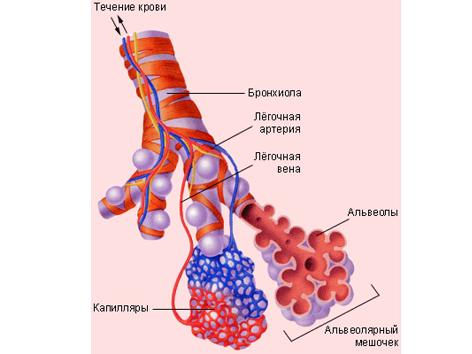 Презентація на тему «Процессы диффузии в организме человека» - Слайд #10