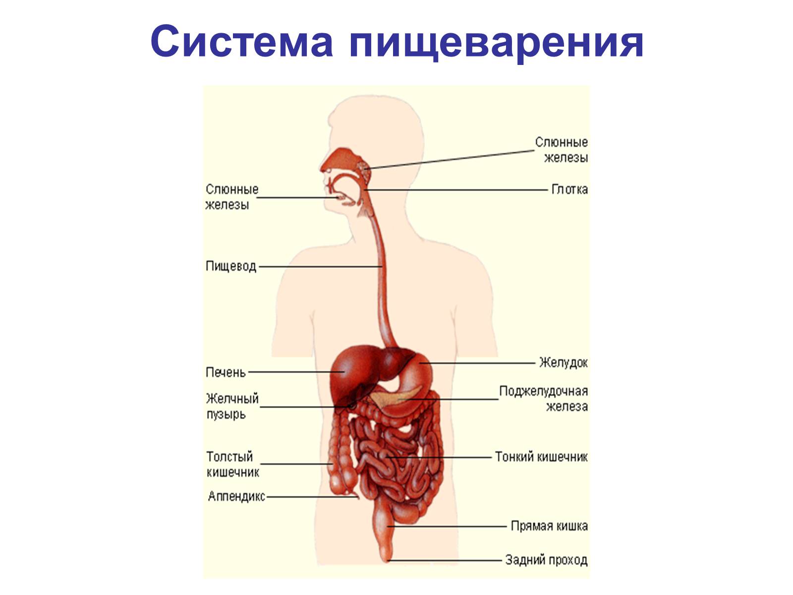 Презентація на тему «Процессы диффузии в организме человека» - Слайд #15