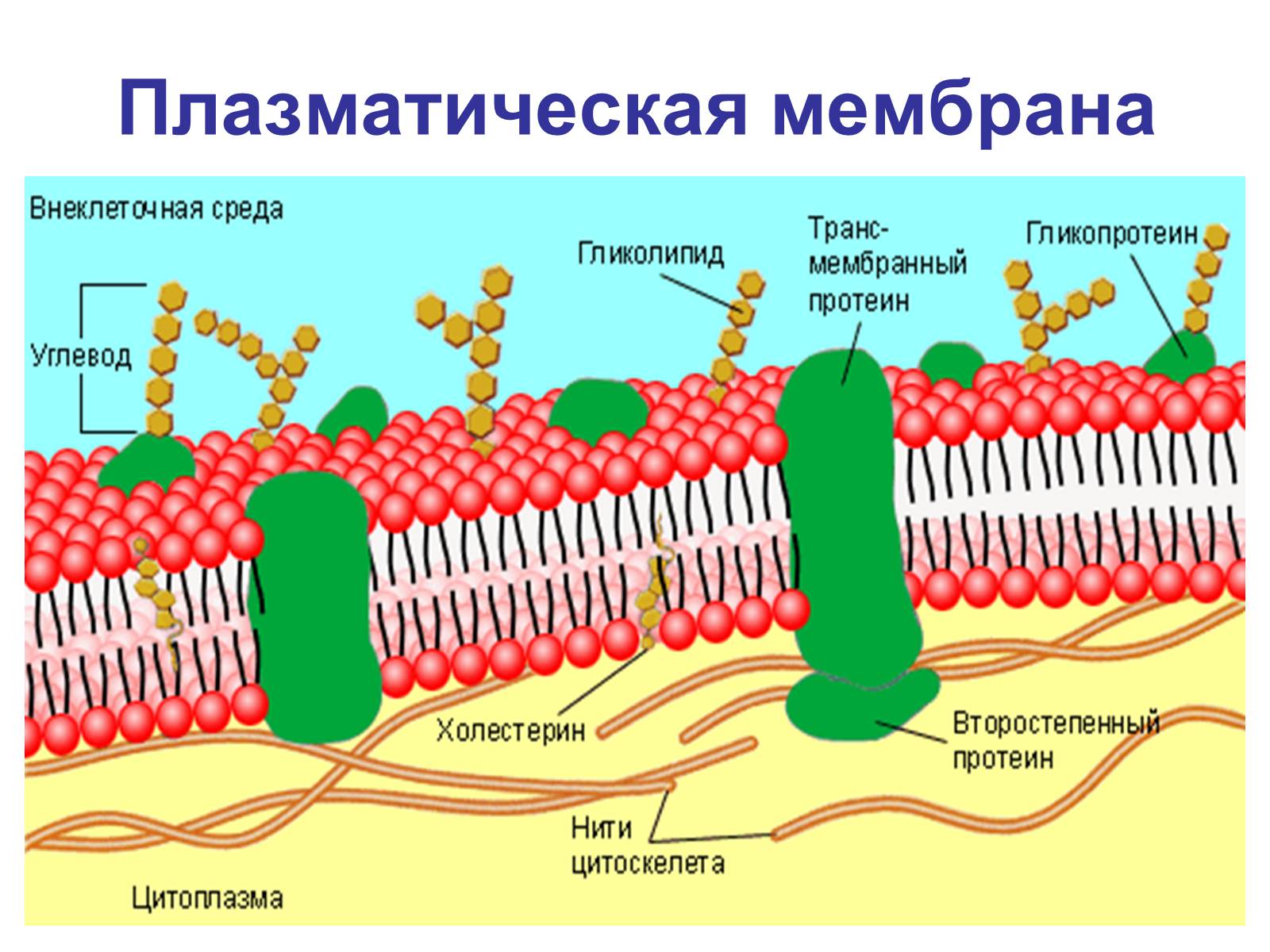 Презентація на тему «Процессы диффузии в организме человека» - Слайд #6