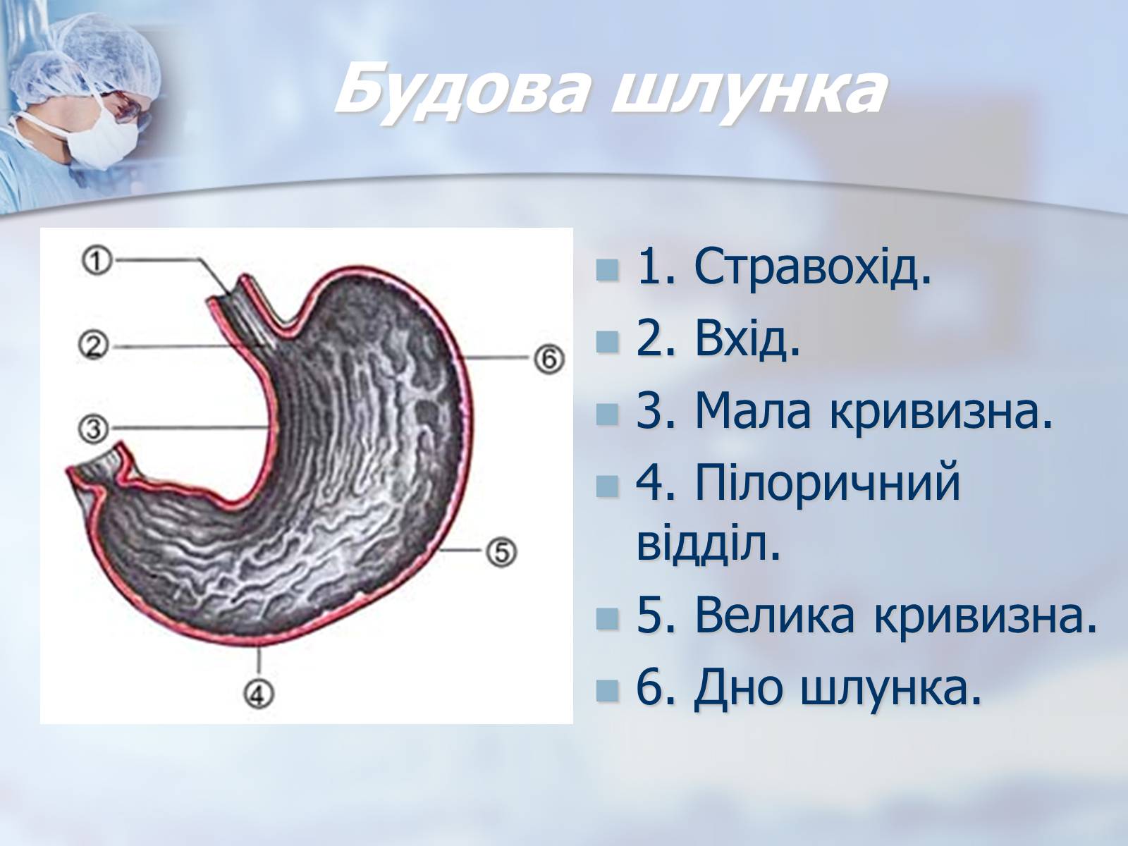 Презентація на тему «Шлунок» (варіант 1) - Слайд #4
