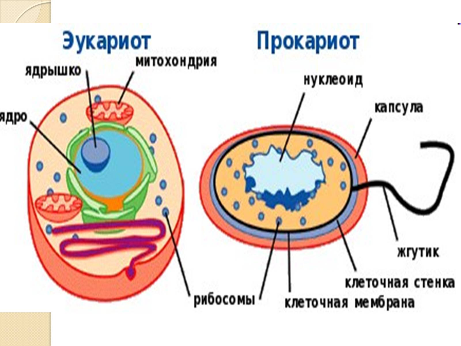 Презентація на тему «Основні закономірності функціонування генів у про – та еукаріотів» (варіант 4) - Слайд #11