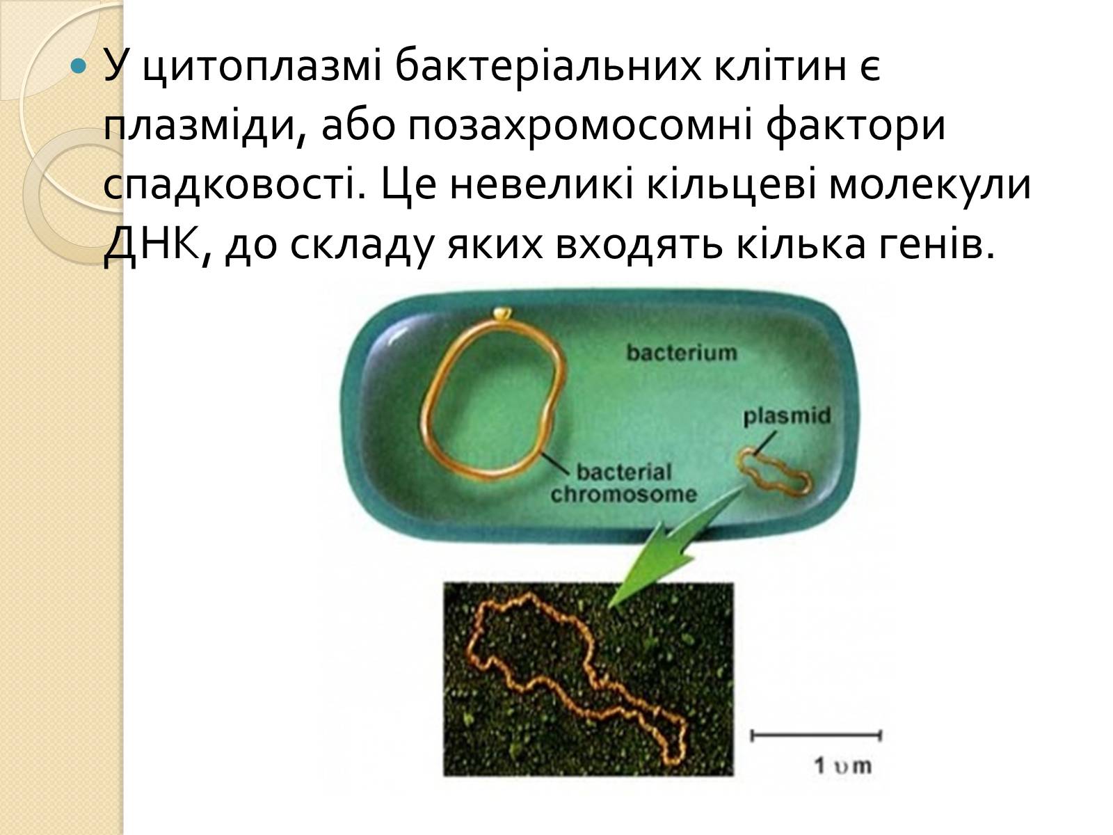 Презентація на тему «Основні закономірності функціонування генів у про – та еукаріотів» (варіант 4) - Слайд #7