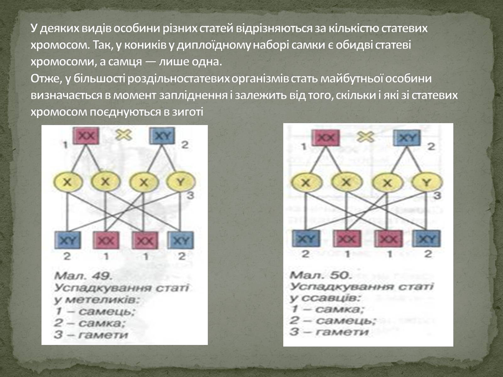 Презентація на тему «Визначення статі різних організмів» - Слайд #5