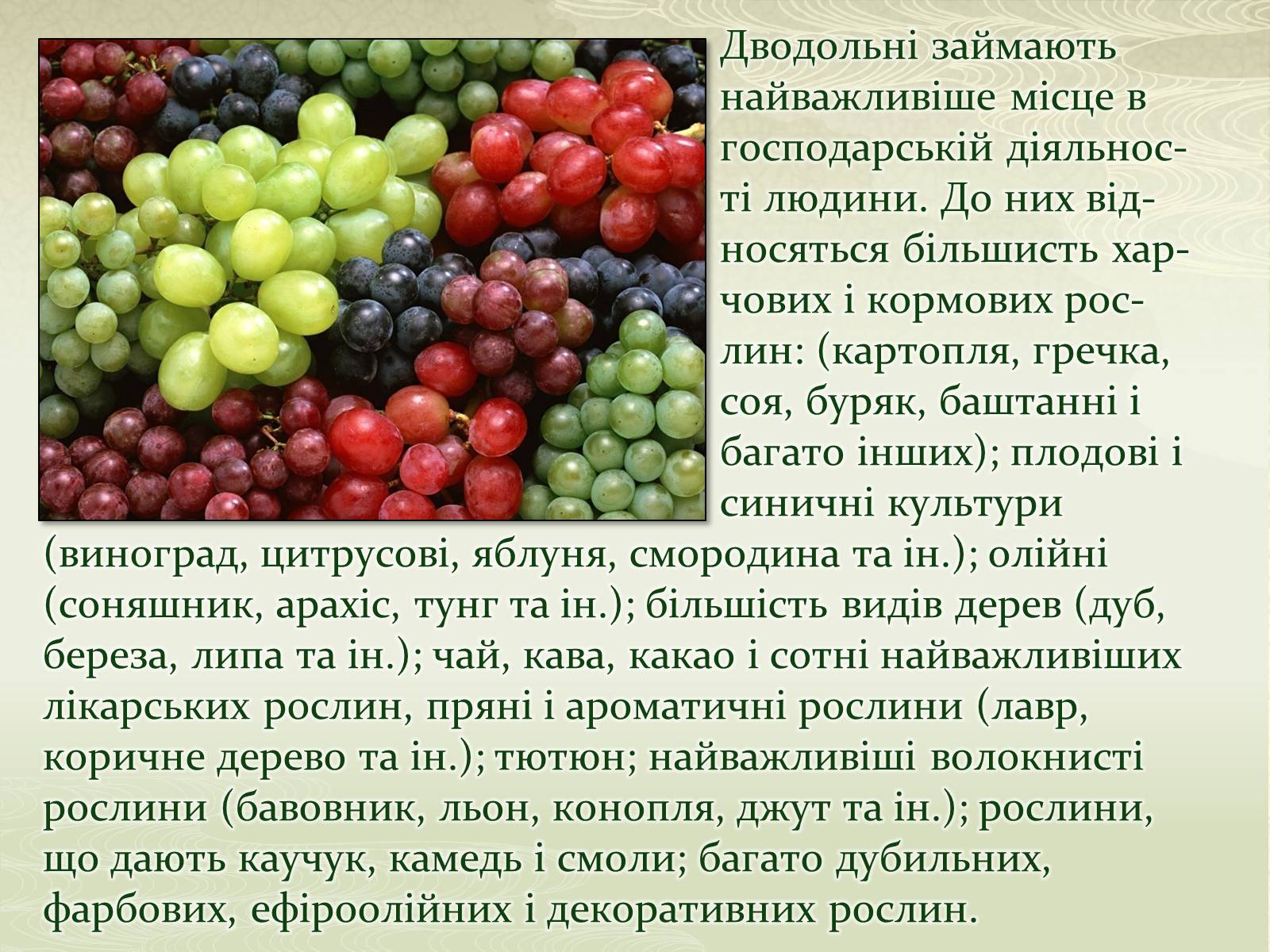 Презентація на тему «Класифікаця покирітонасінних» - Слайд #6