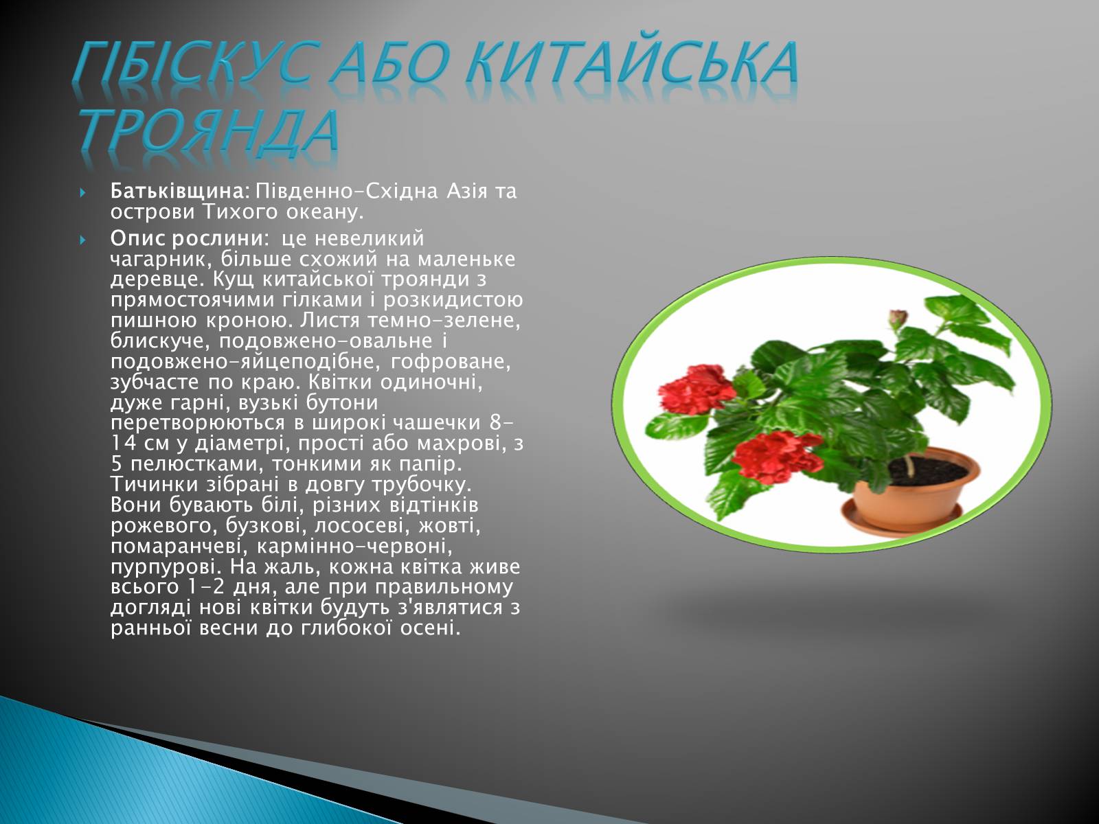 Презентація на тему «Кімнатна рослина китайська троянда» - Слайд #2