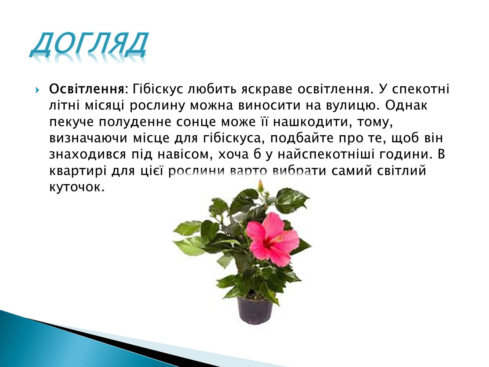 Презентація на тему «Кімнатна рослина китайська троянда» - Слайд #3