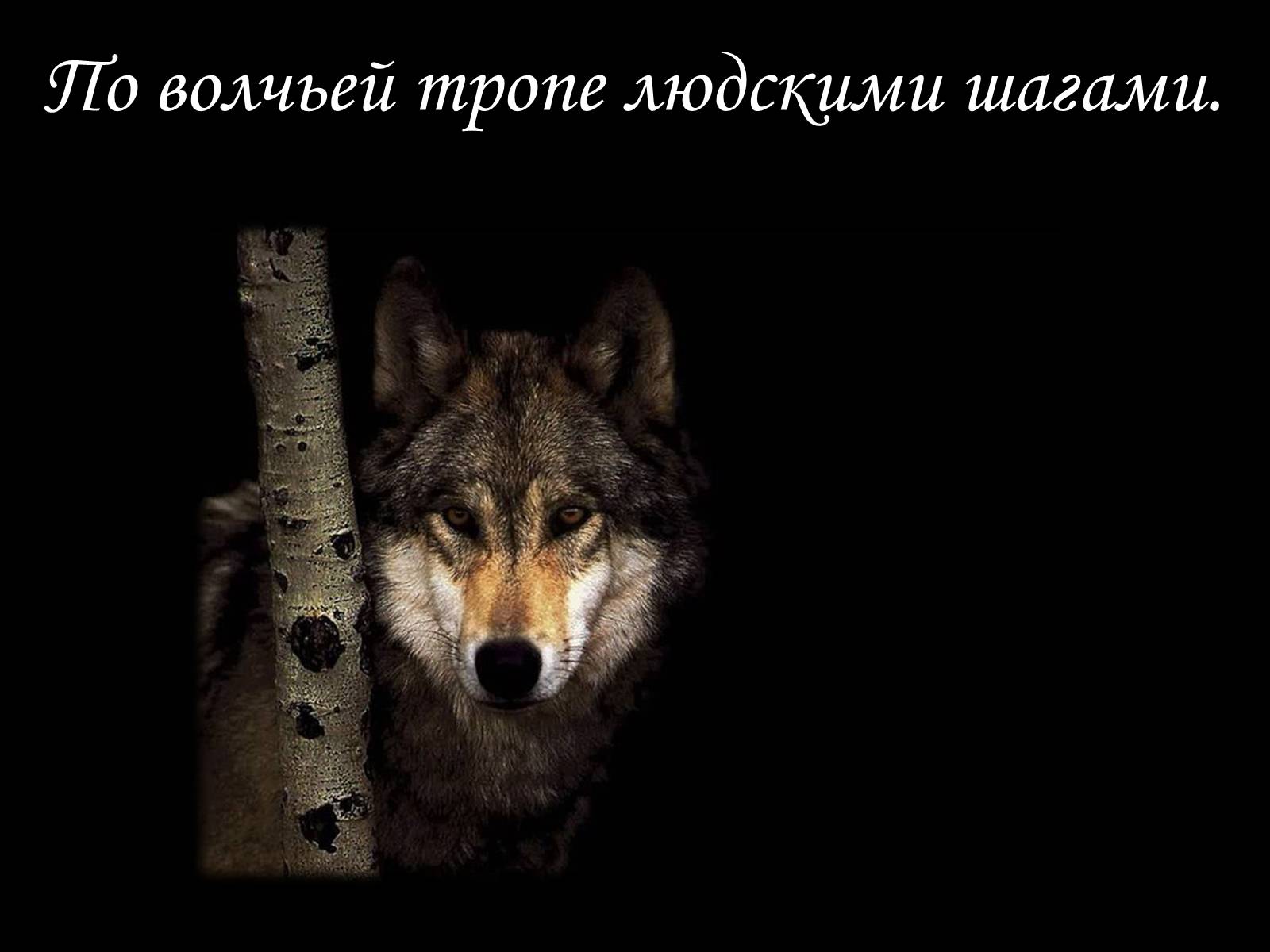 Презентація на тему «По волчьей тропе людскими шагами» - Слайд #1