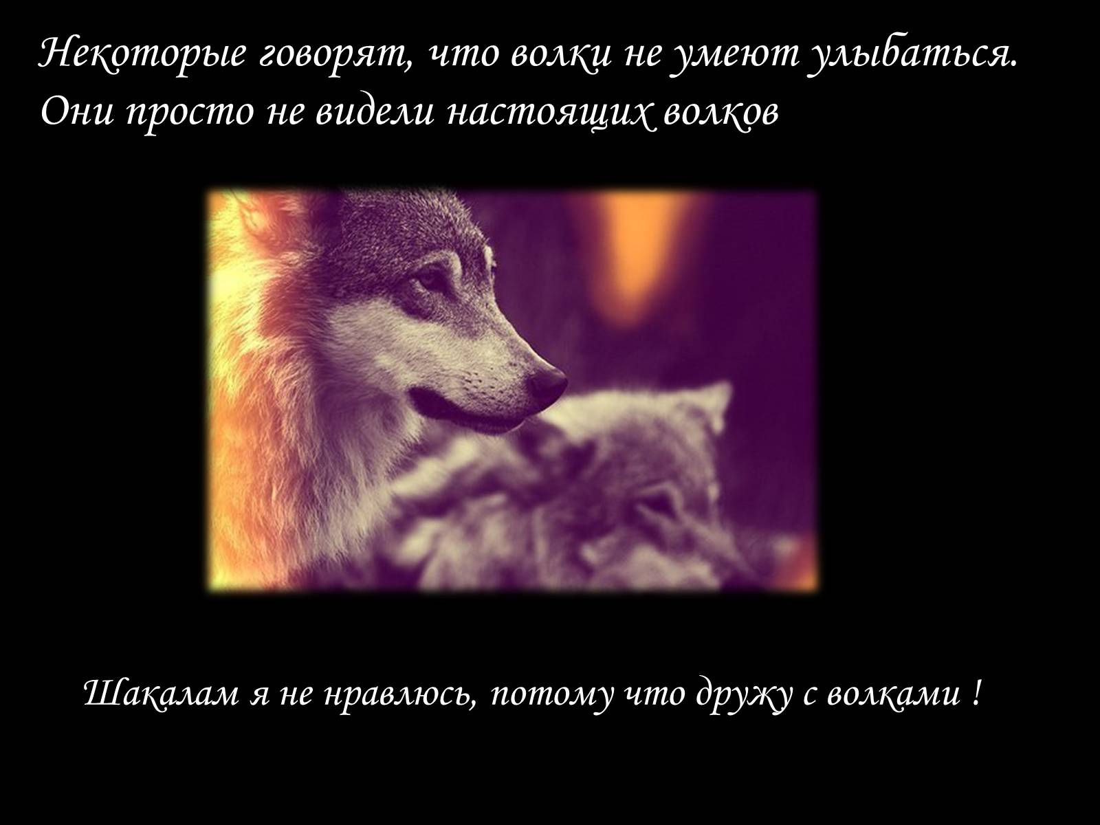 Презентація на тему «По волчьей тропе людскими шагами» - Слайд #10